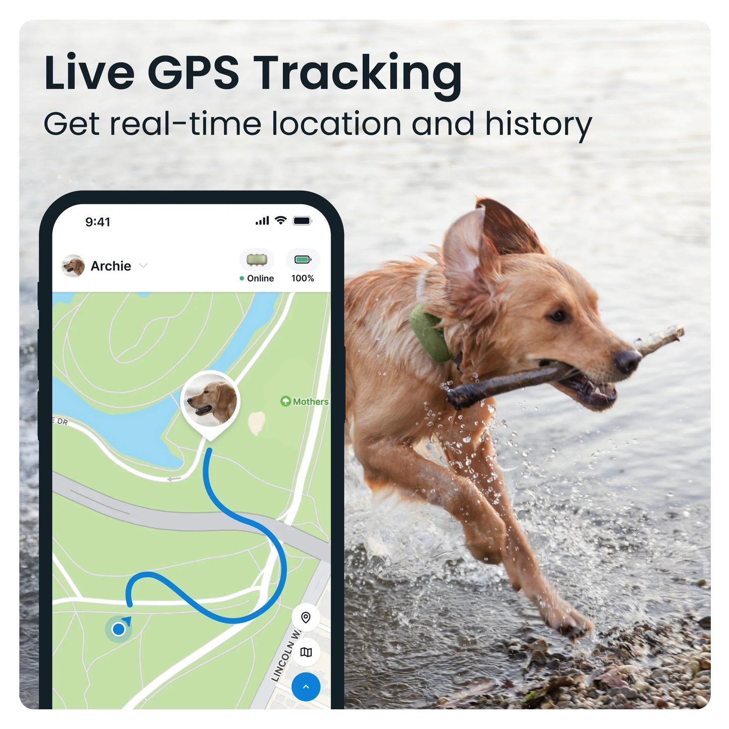 XL GPS Dog Tracker with Activity Monitoring - Green